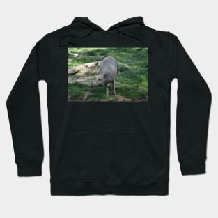 Babirusa Hoodie